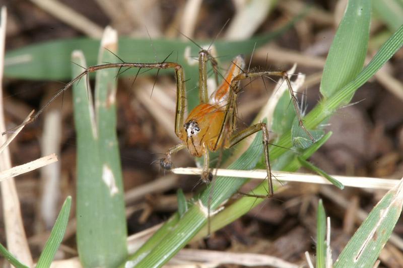 Oxyopes_quadrifasciatus_D4110_Z_90_Alexandra hills Brisbane_Australie.jpg